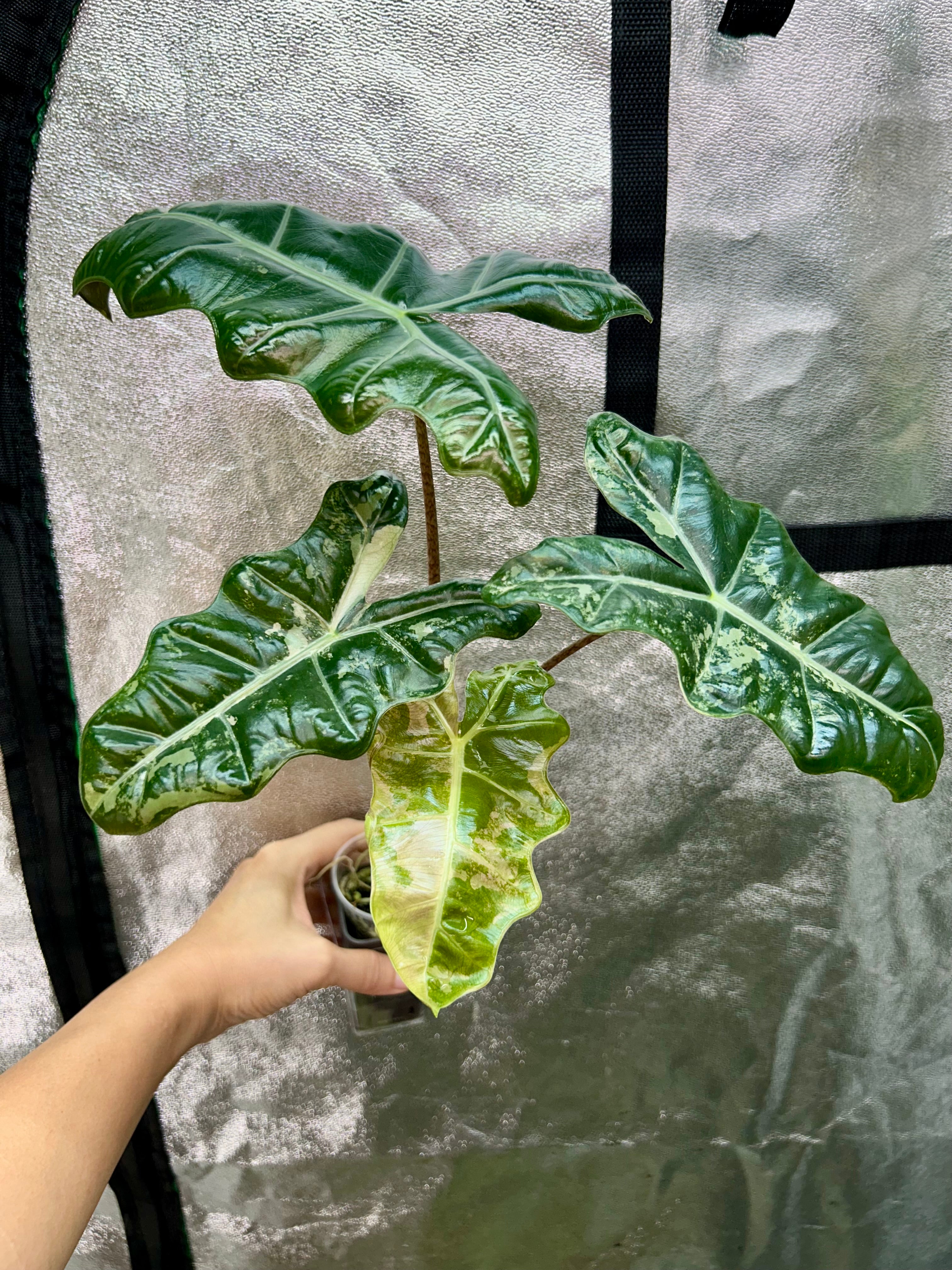 Alocasia Pseudo Sanderiana Pink