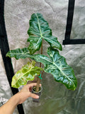Alocasia Pseudo Sanderiana Pink