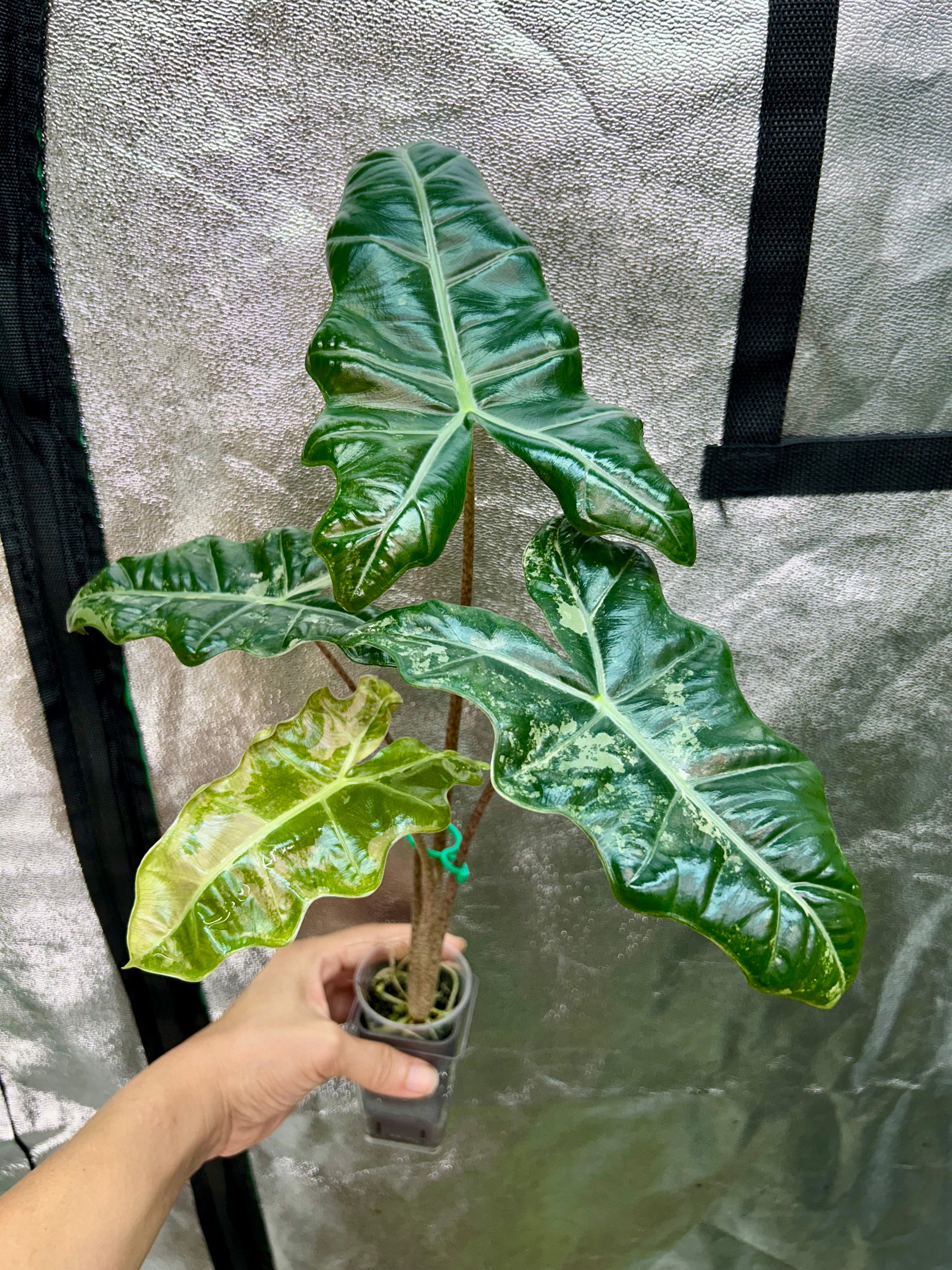 Alocasia Pseudo Sanderiana Pink