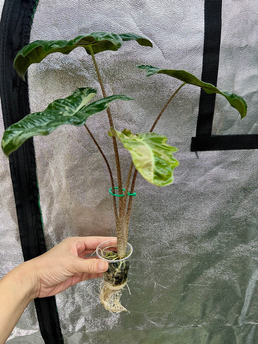 Alocasia Pseudo Sanderiana Pink