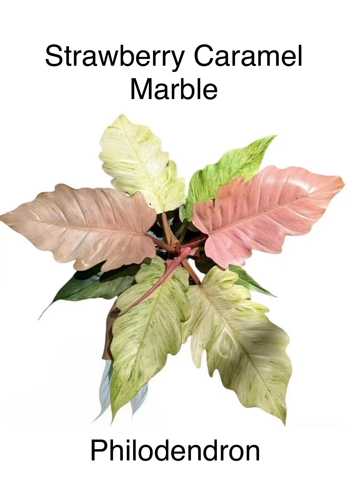 Strawberry Caramel Marble Philodendron