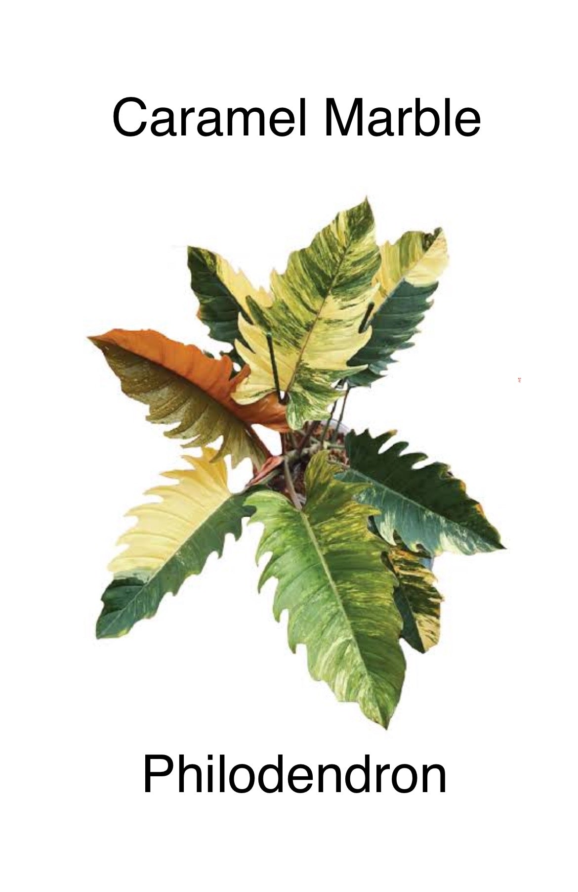 Philodendron Caramel Marble