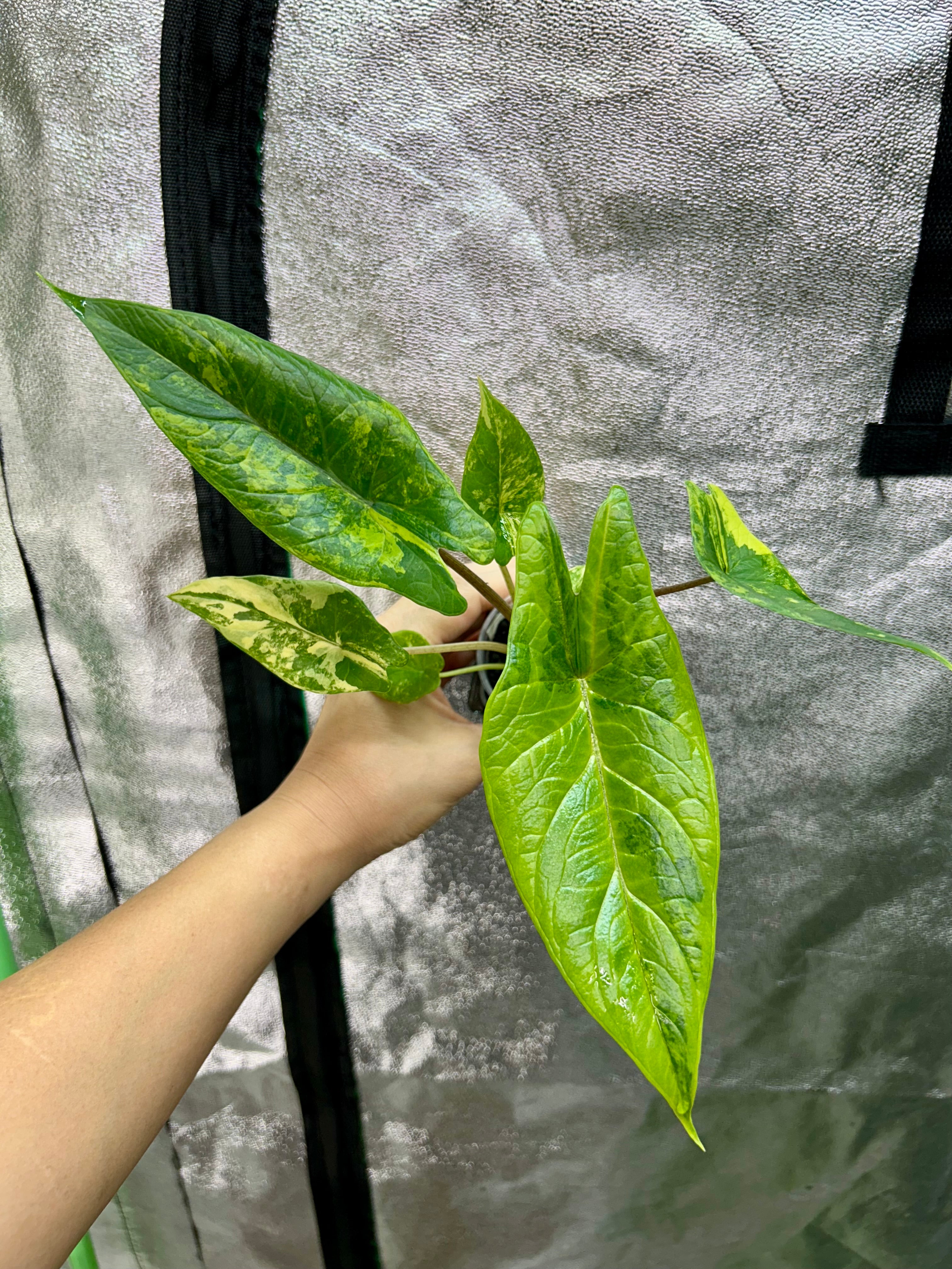 Alocsia Scalprum Aurea