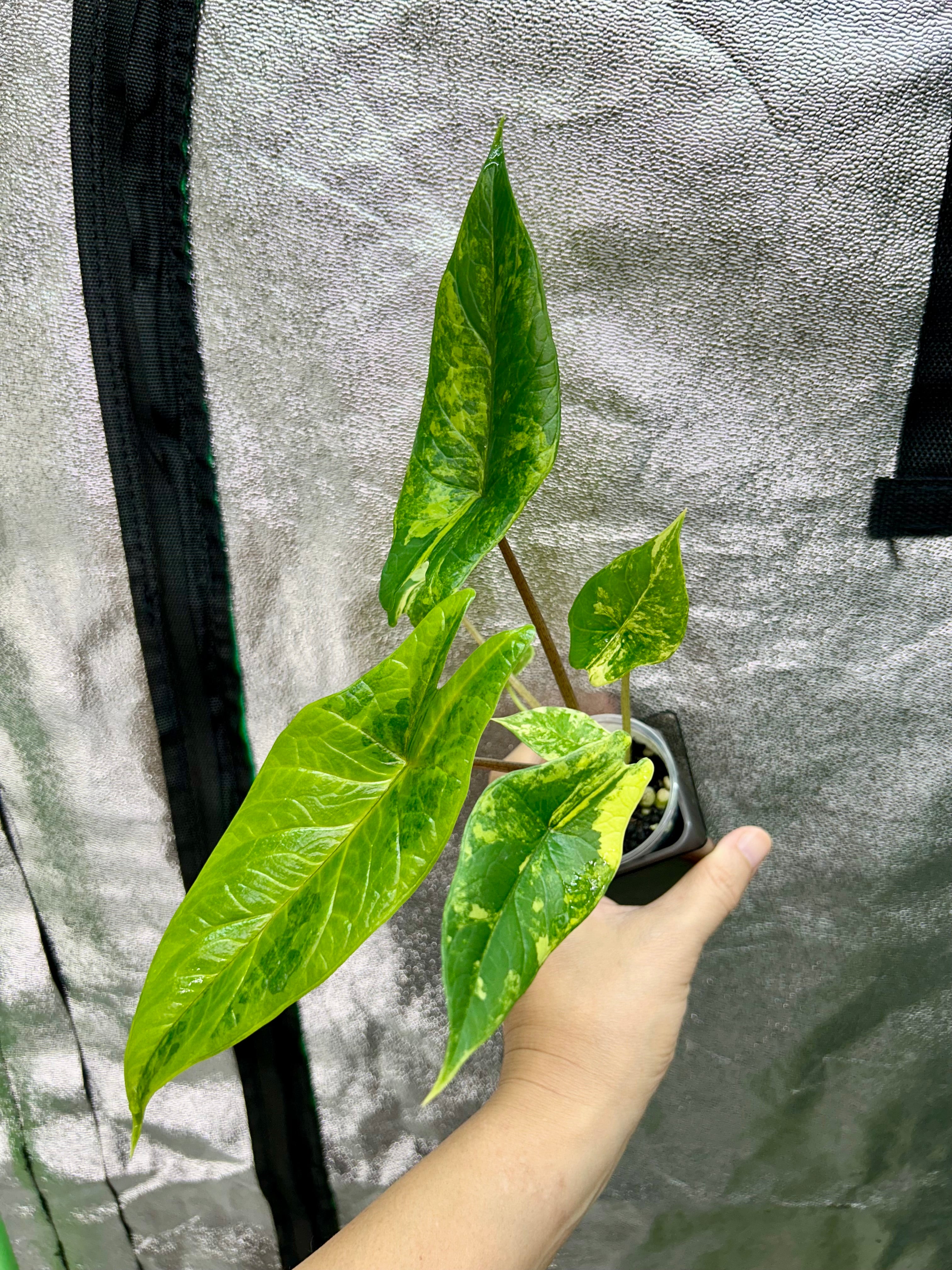 Alocsia Scalprum Aurea
