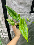 Alocsia Scalprum Aurea