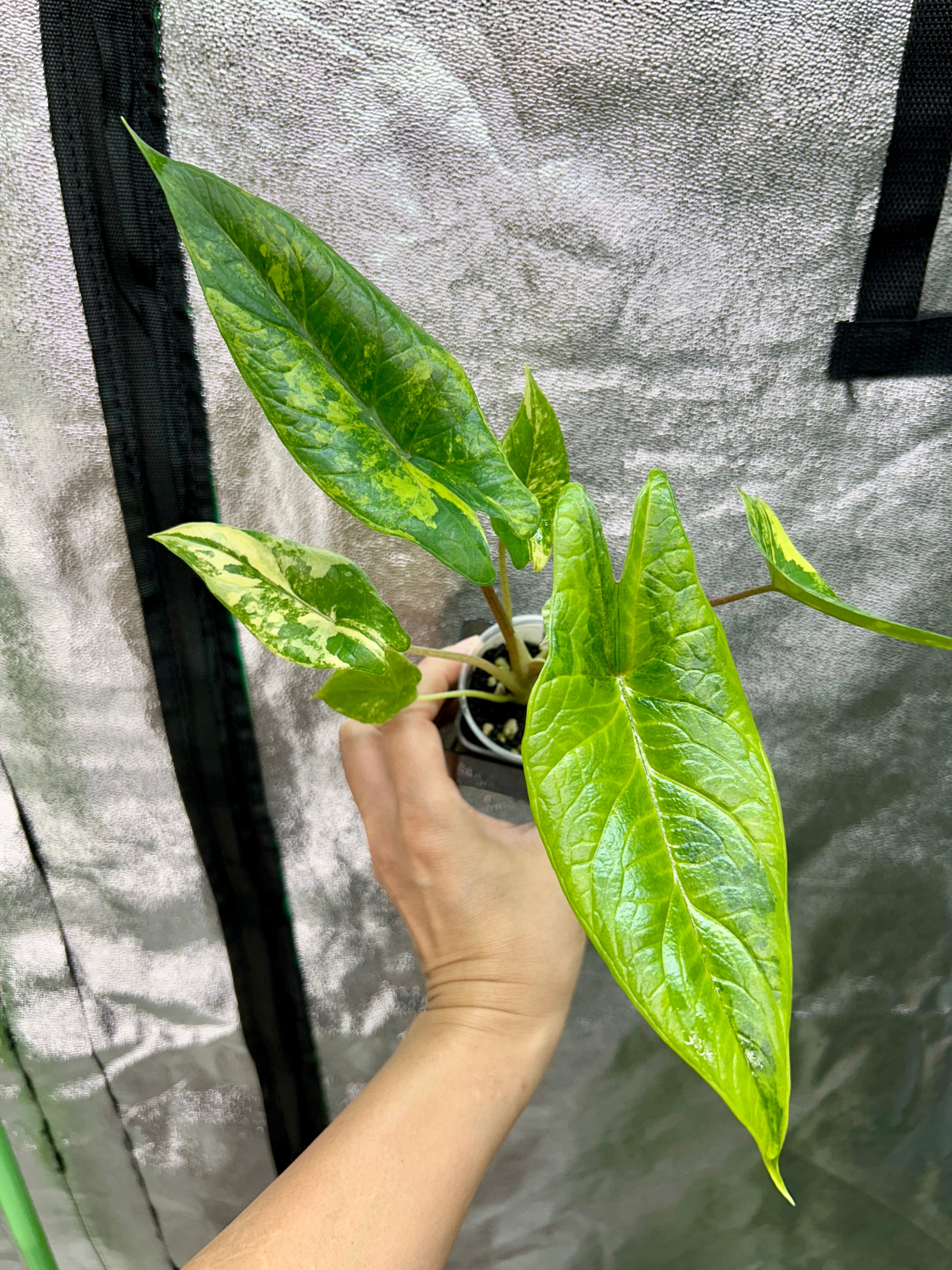 Alocsia Scalprum Aurea