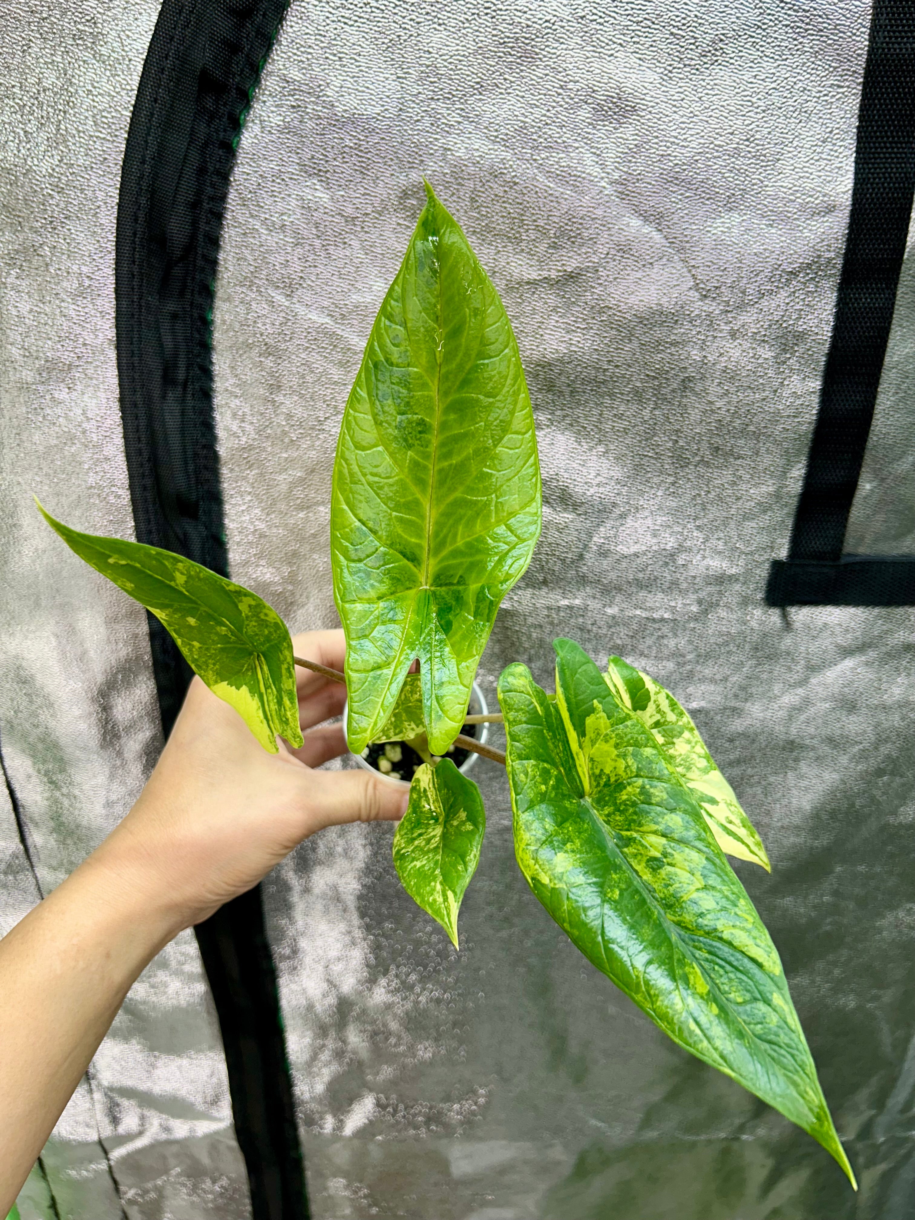 Alocsia Scalprum Aurea