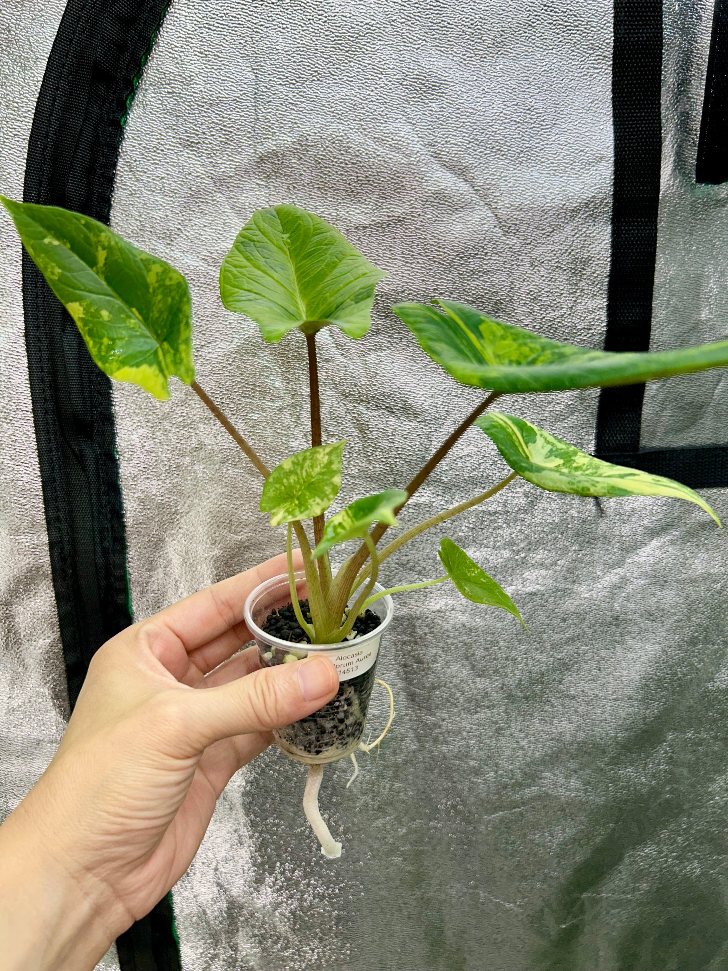 Alocsia Scalprum Aurea