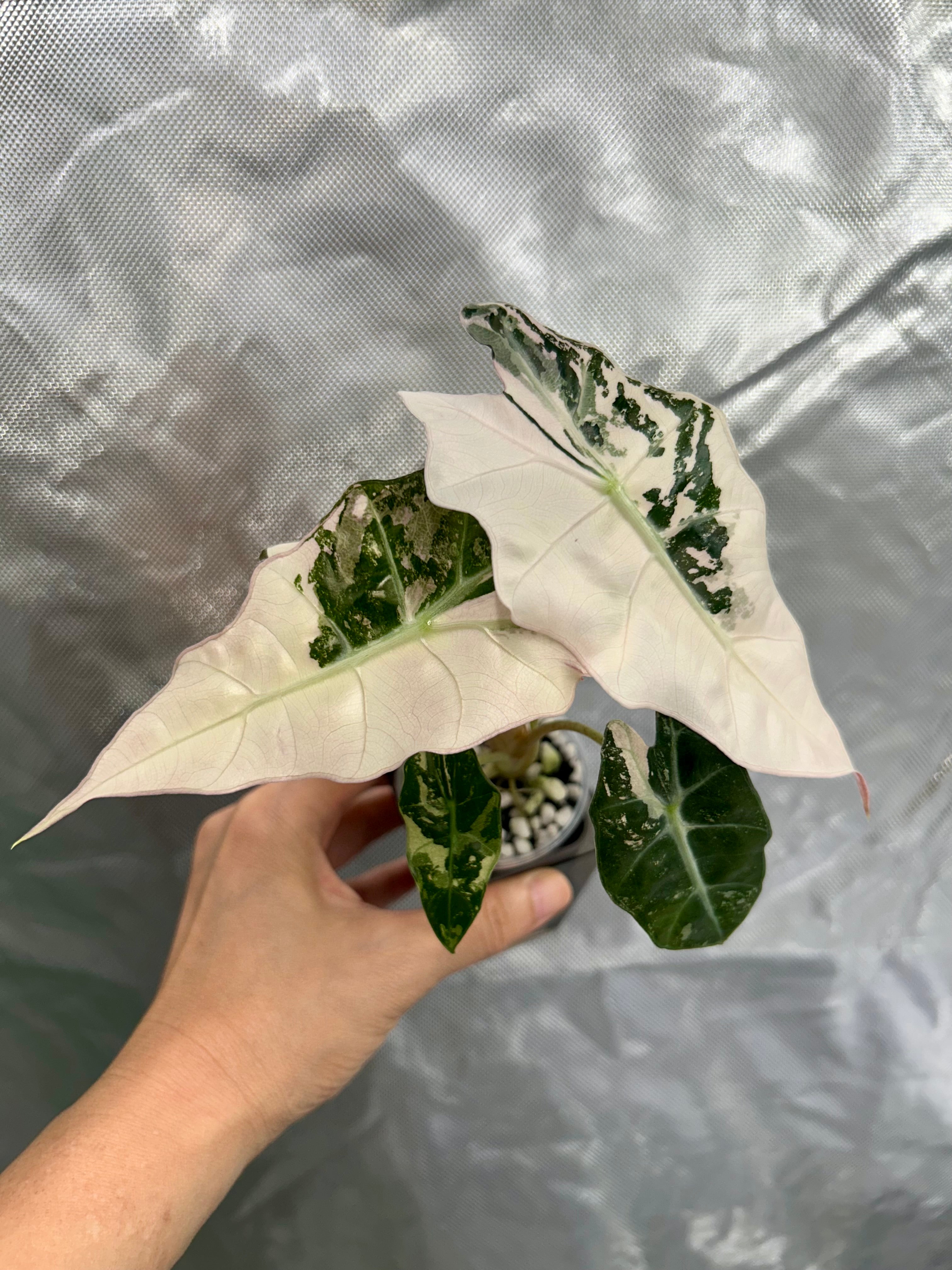 Alocasia Polly Pink Snow