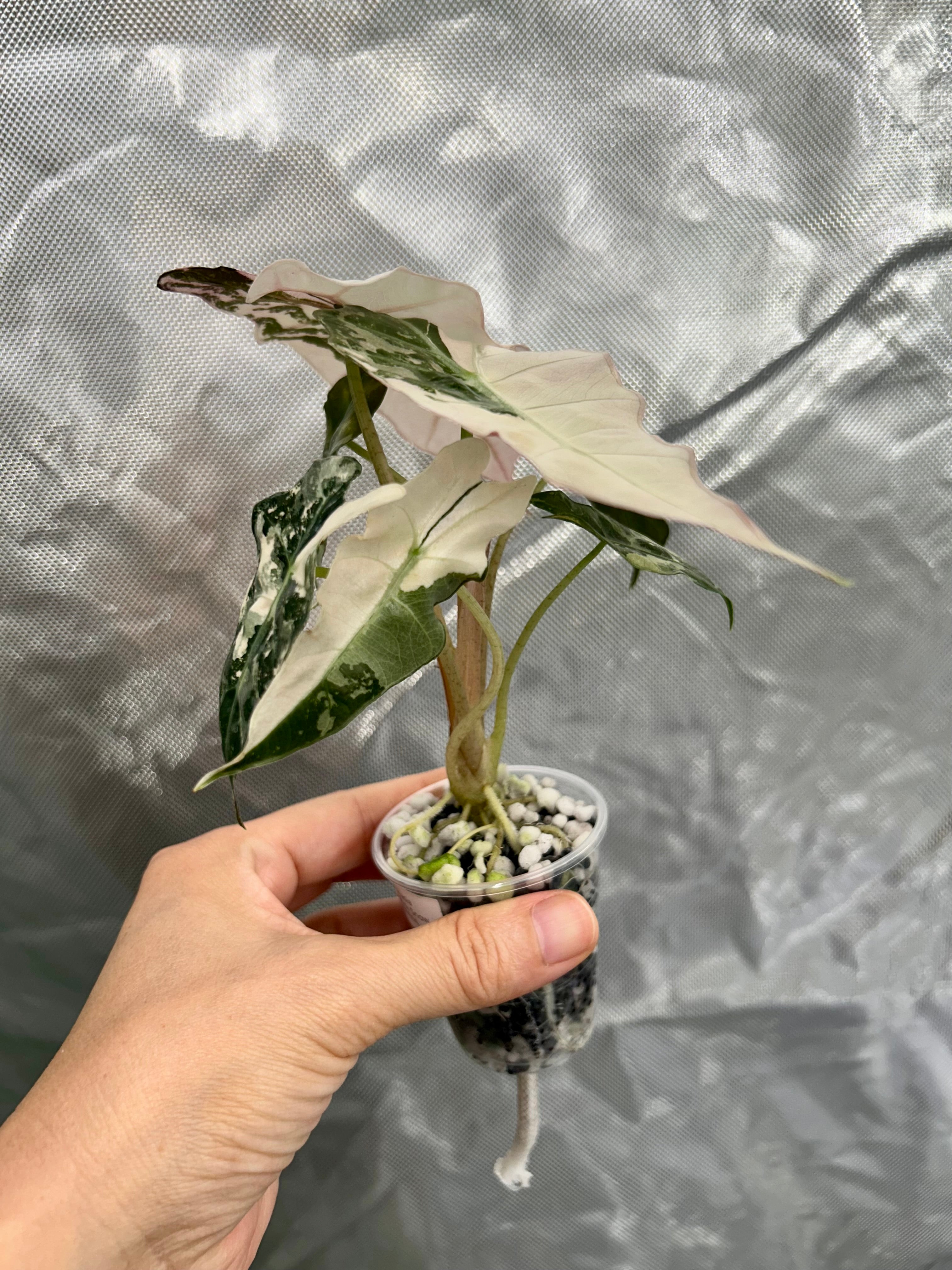 Alocasia Polly Pink Snow