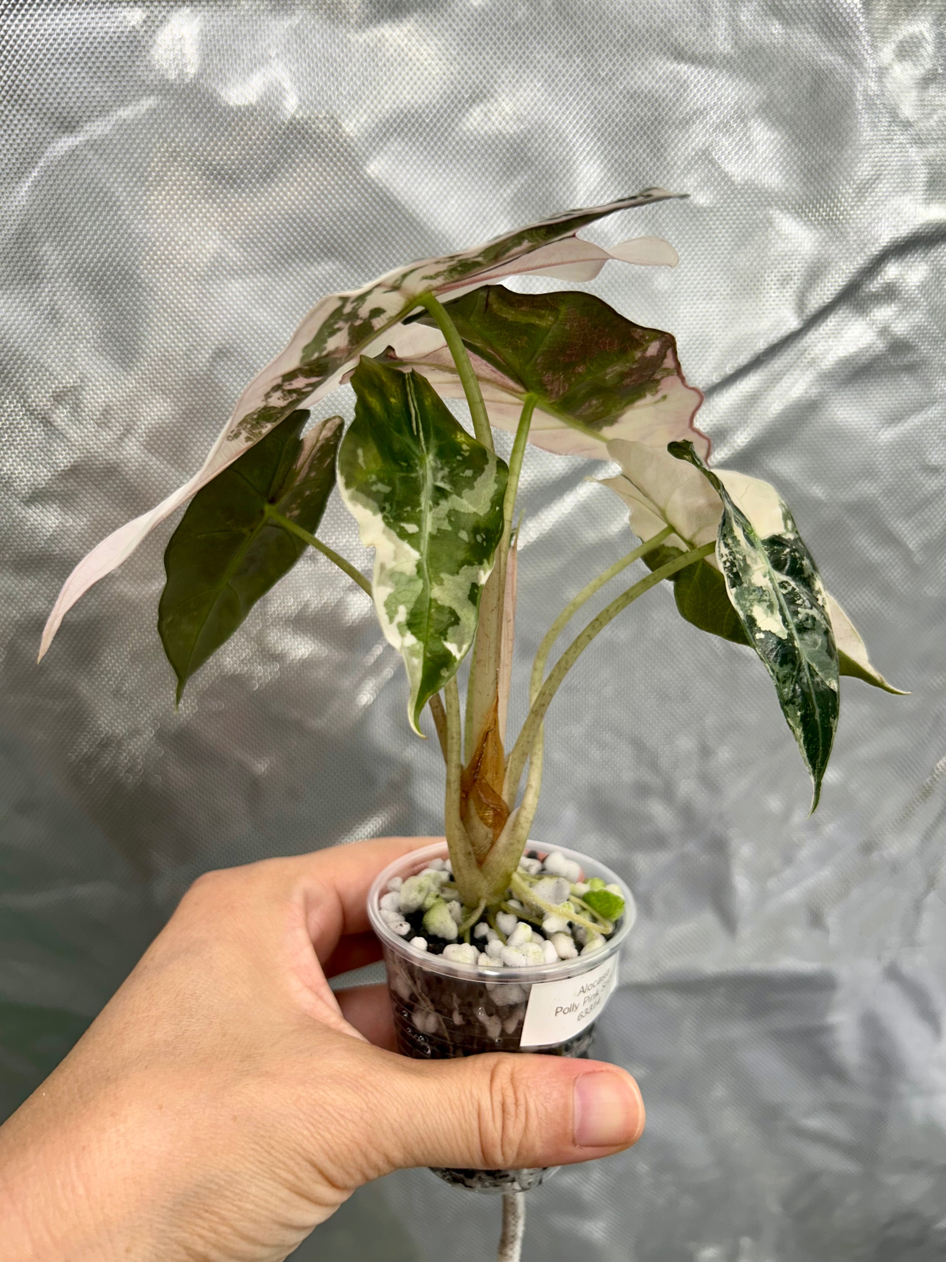 Alocasia Polly Pink Snow