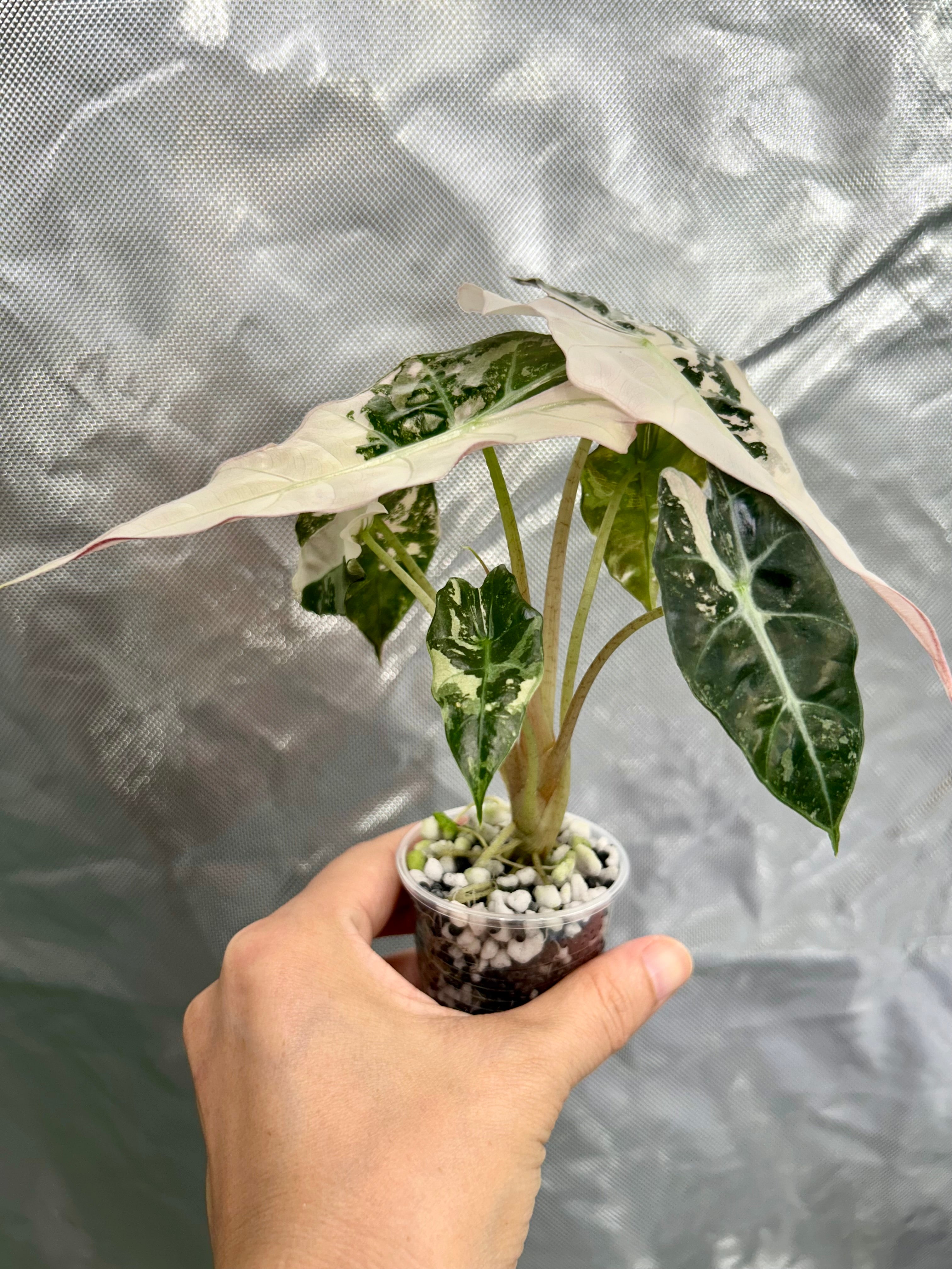 Alocasia Polly Pink Snow