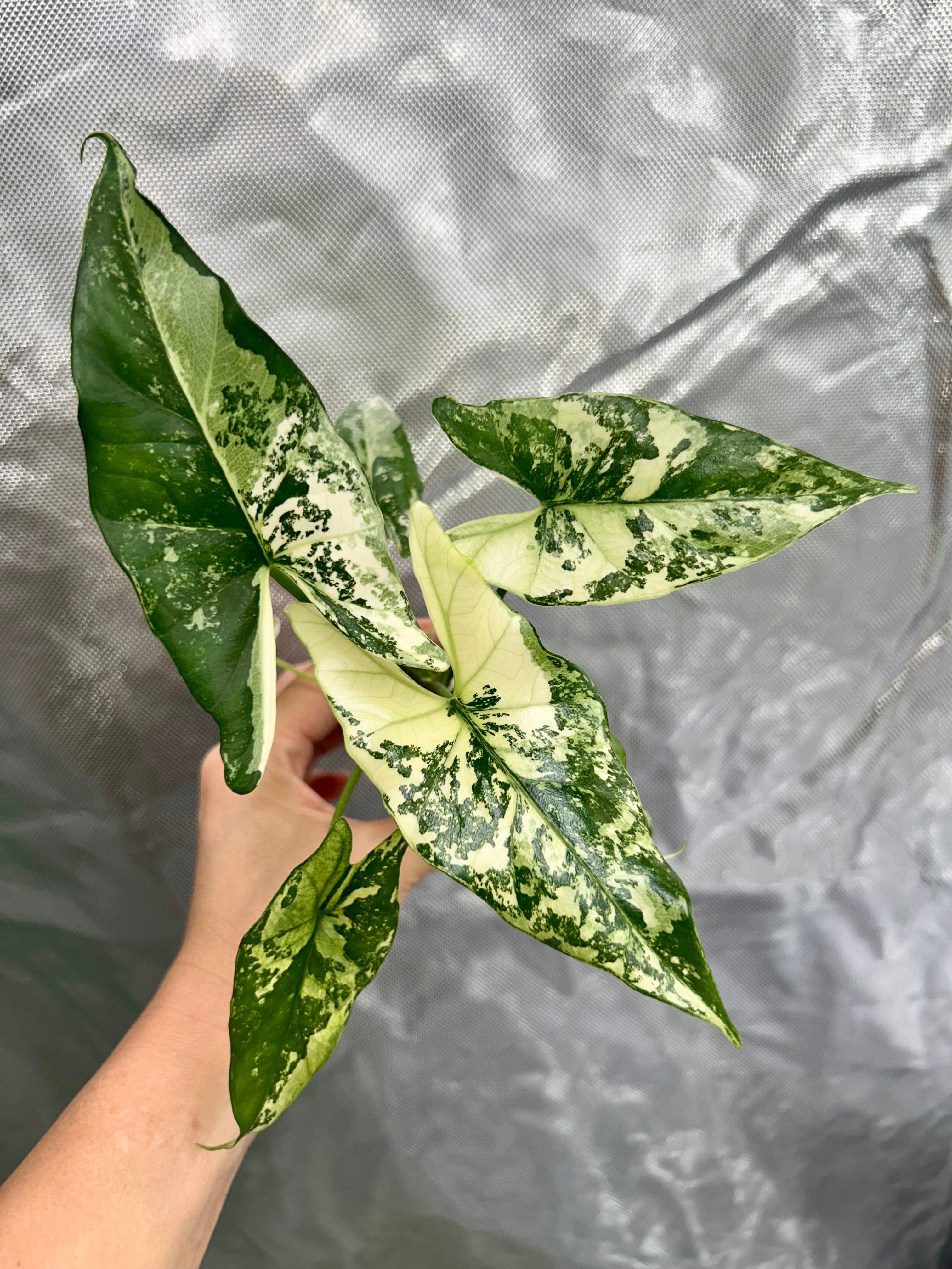 Alocasia Simpo Albo