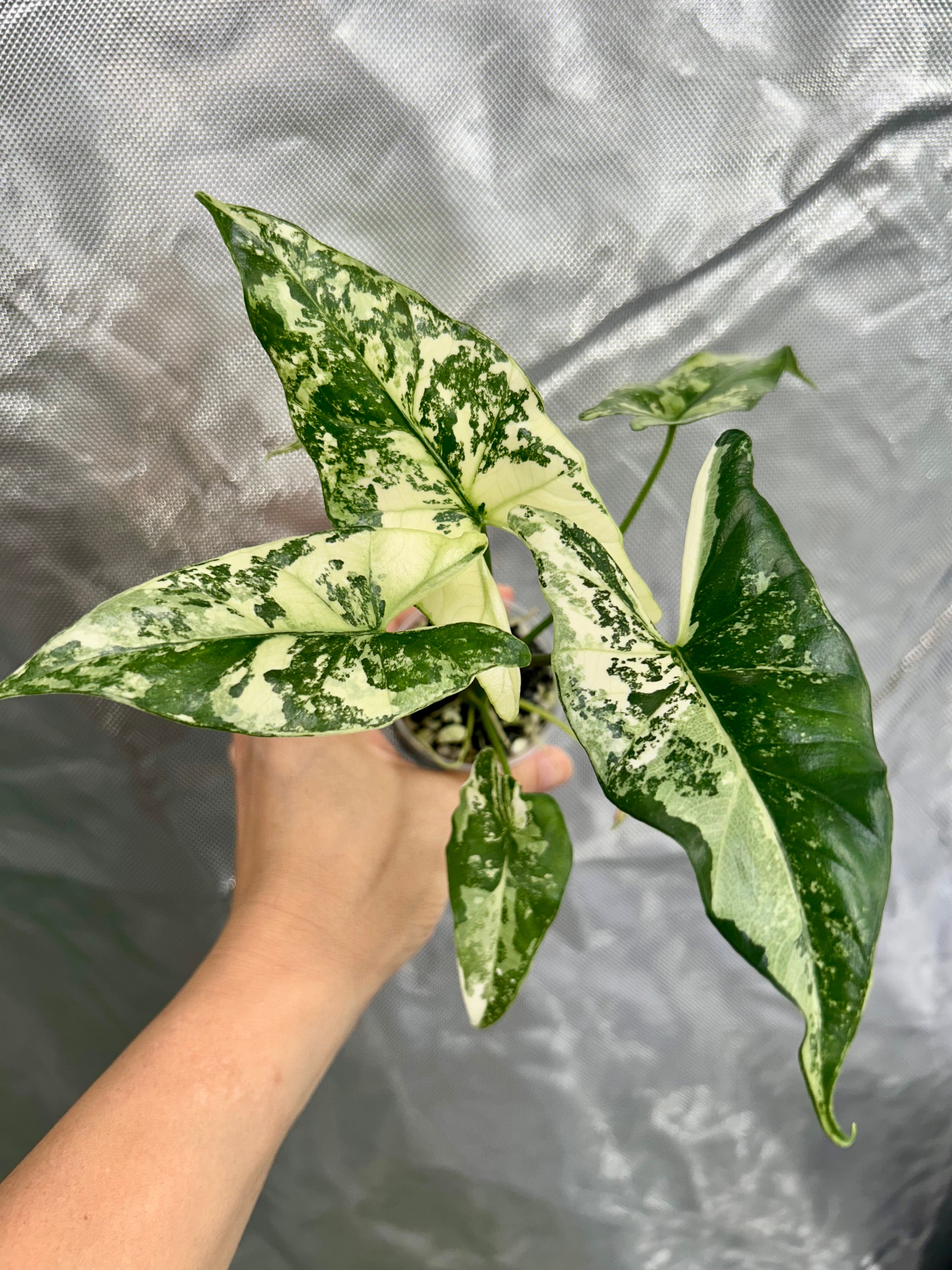 Alocasia Simpo Albo