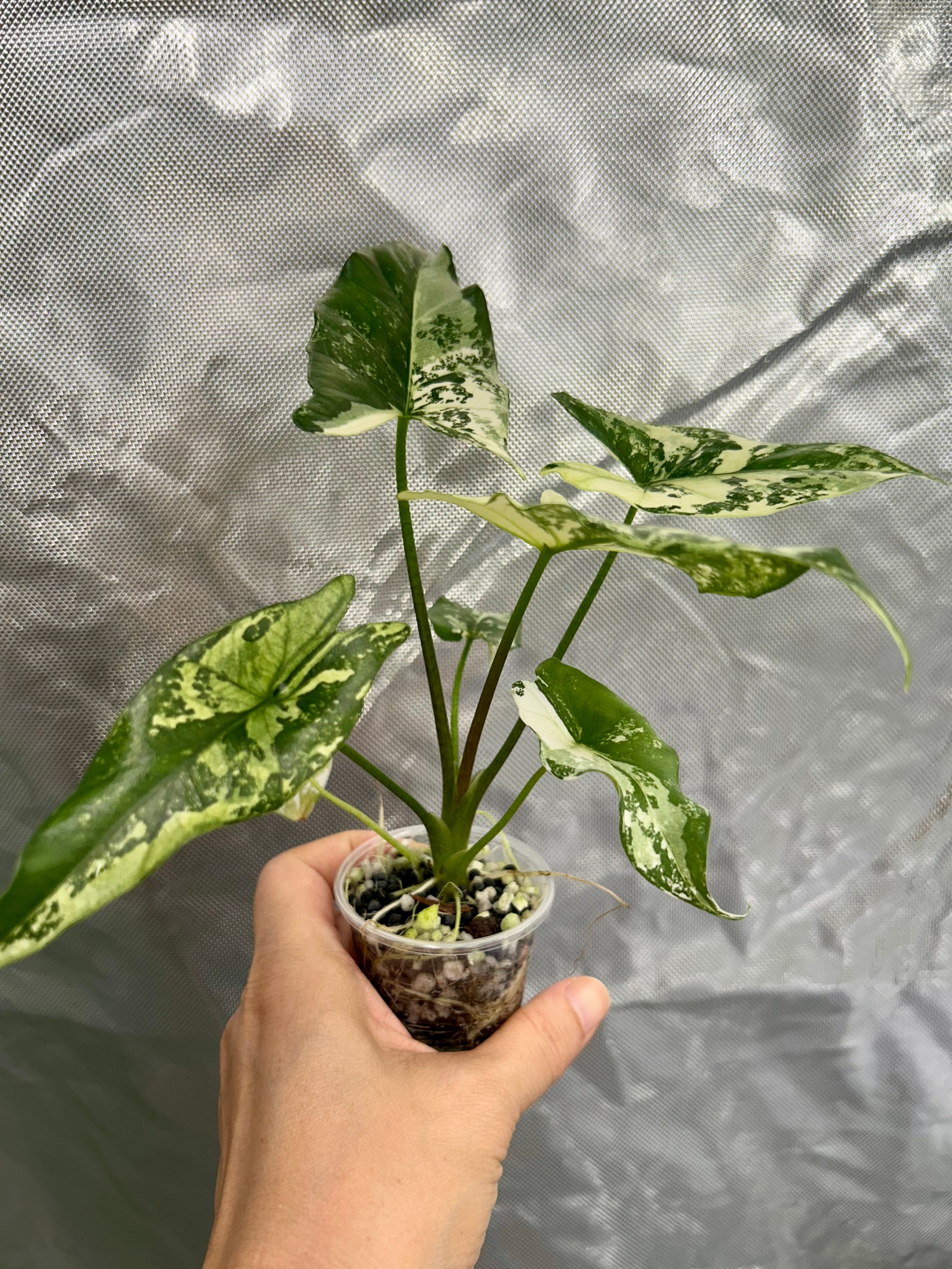 Alocasia Simpo Albo