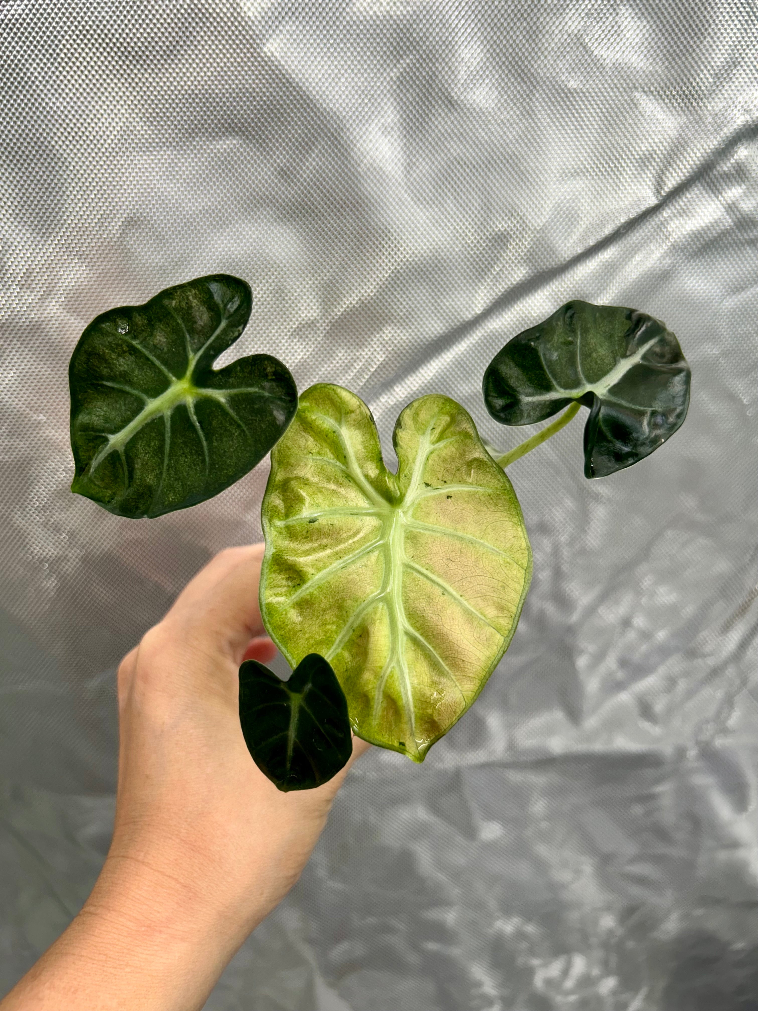 Alocasia Pink Balloon Heart
