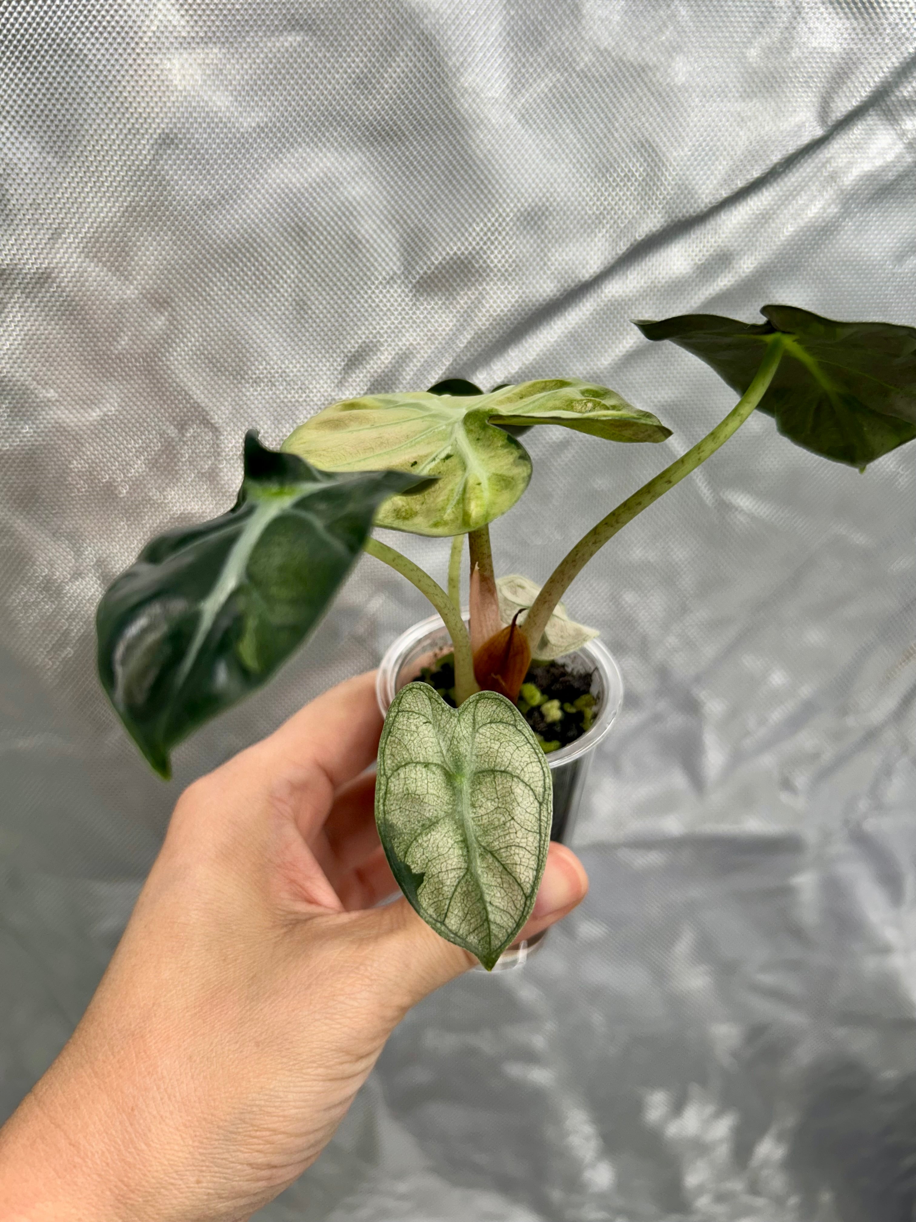 Alocasia Pink Balloon Heart