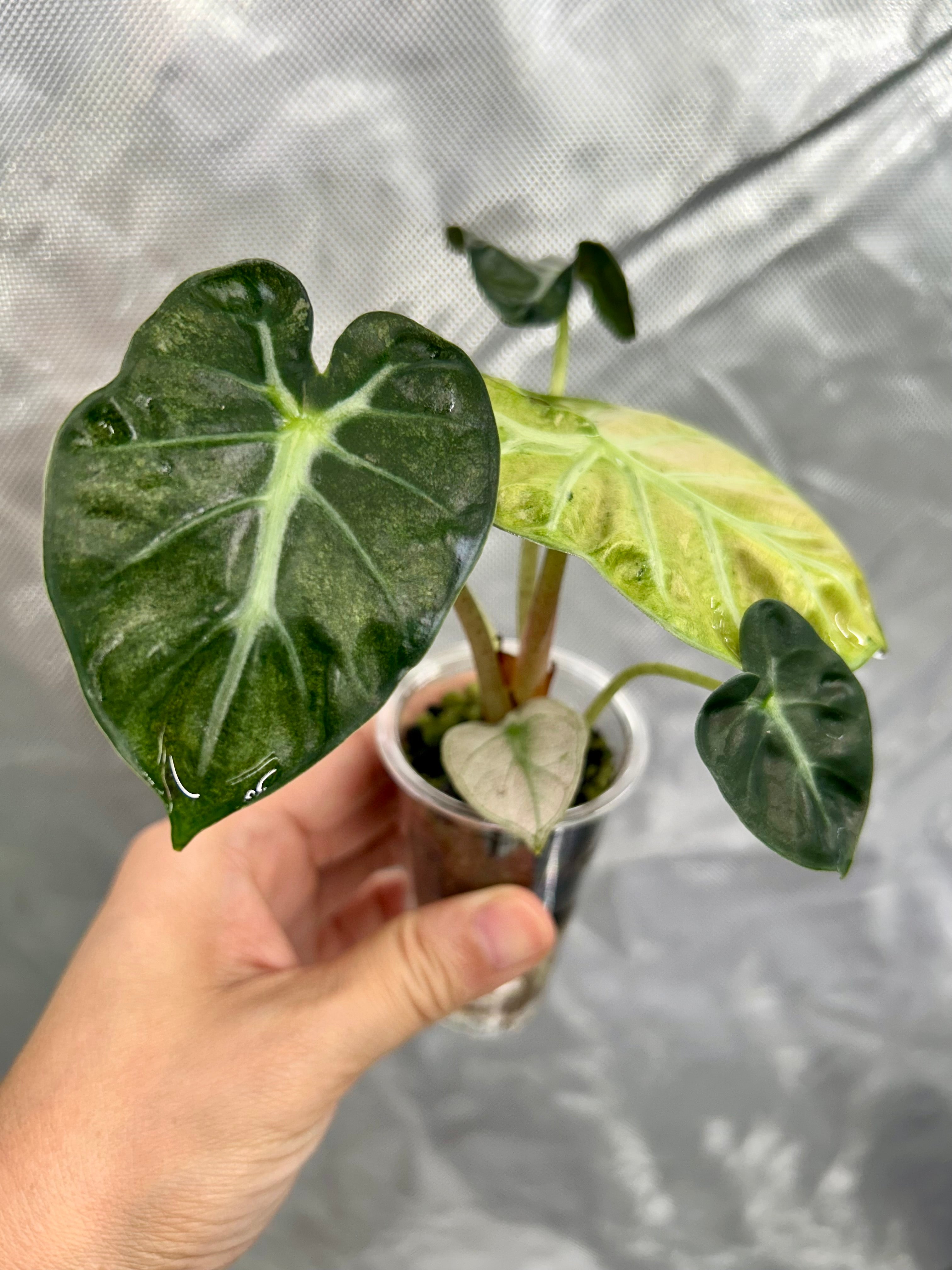 Alocasia Pink Balloon Heart