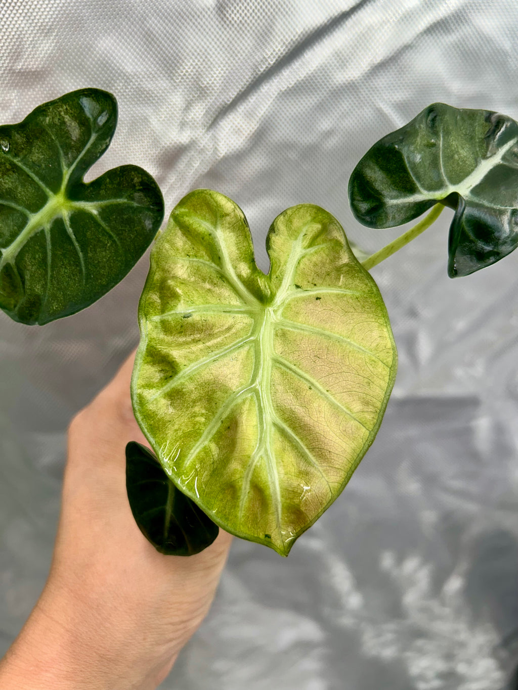 Alocasia Pink Balloon Heart