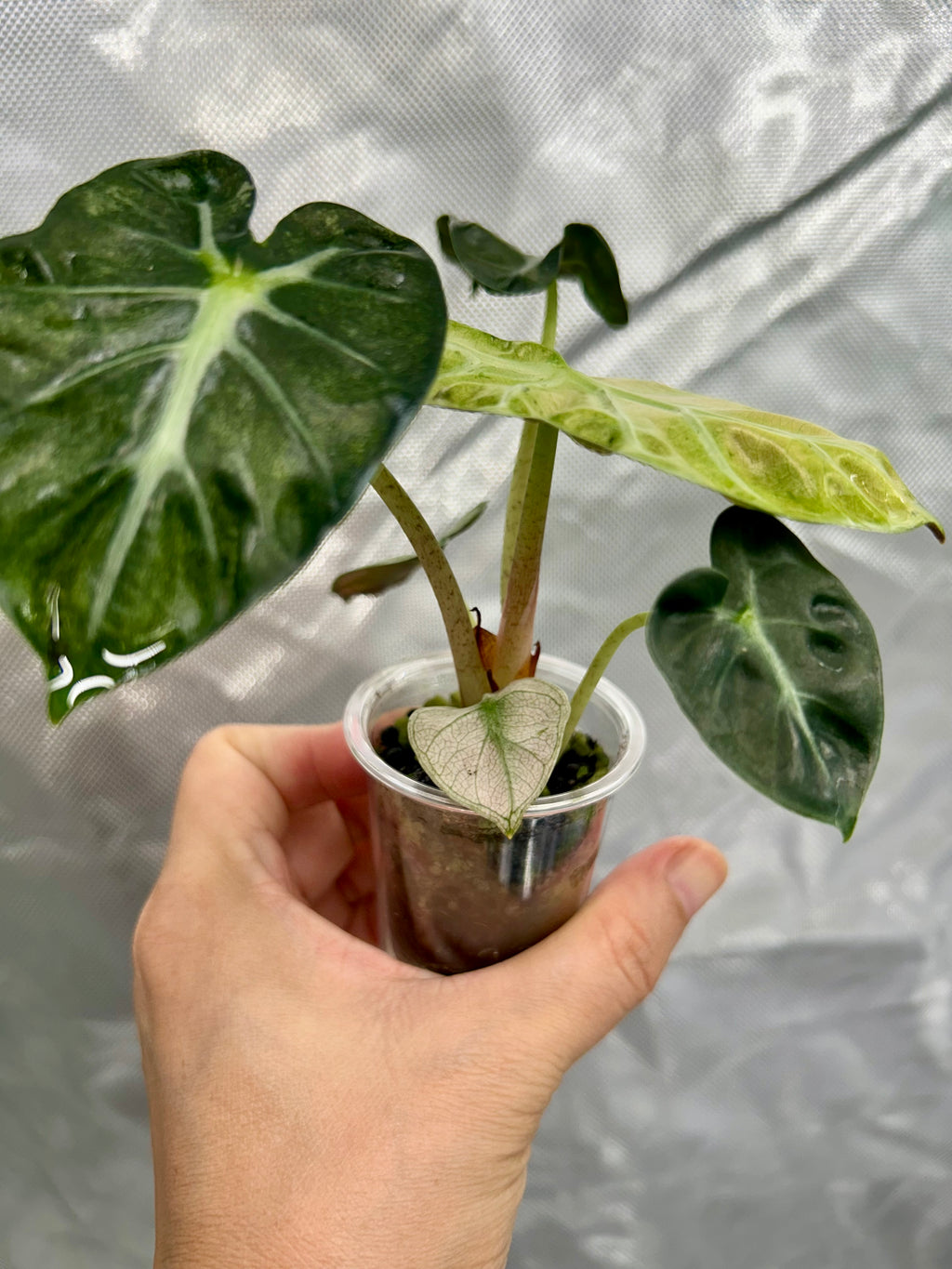 Alocasia Pink Balloon Heart