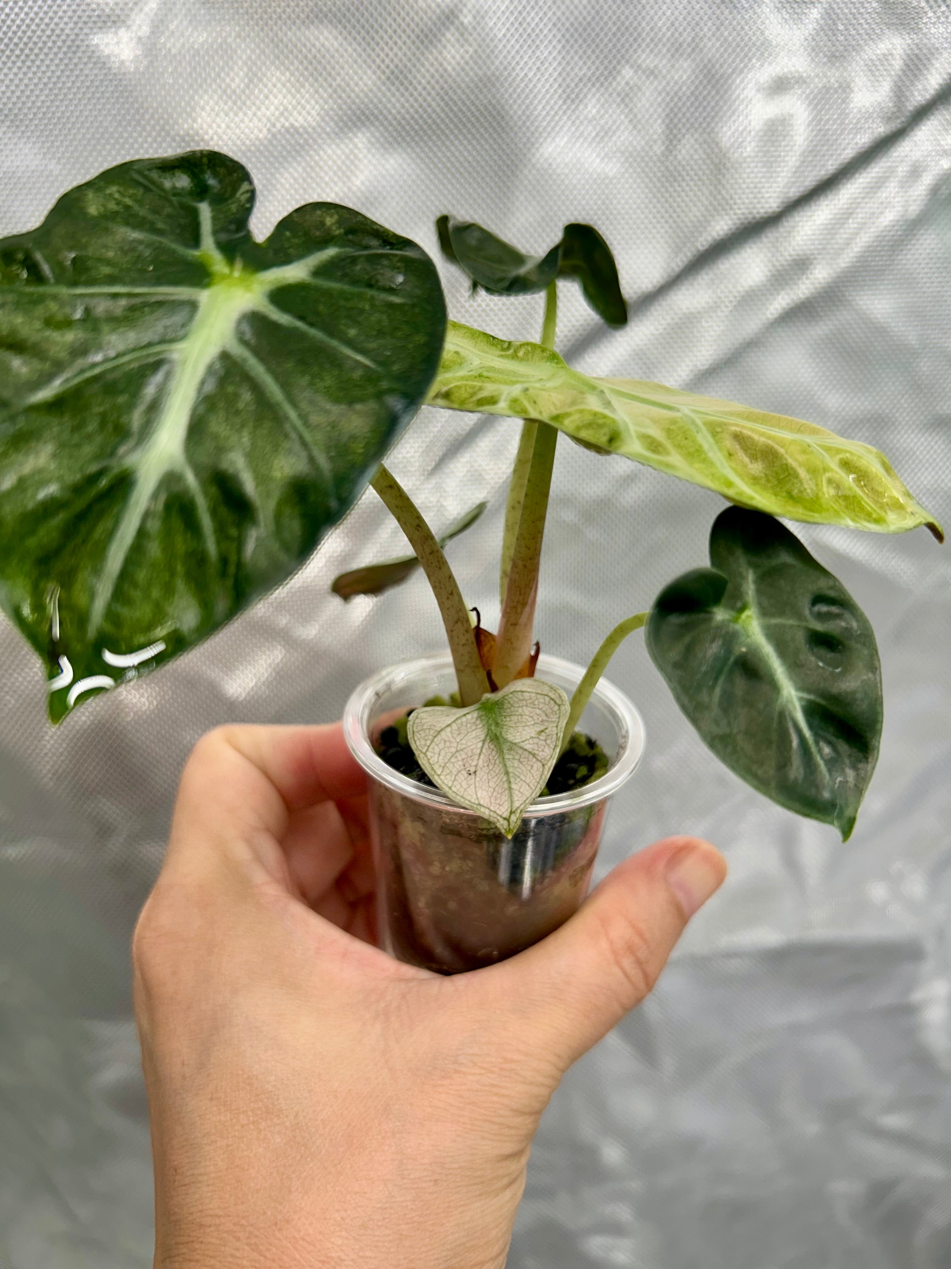 Alocasia Pink Balloon Heart