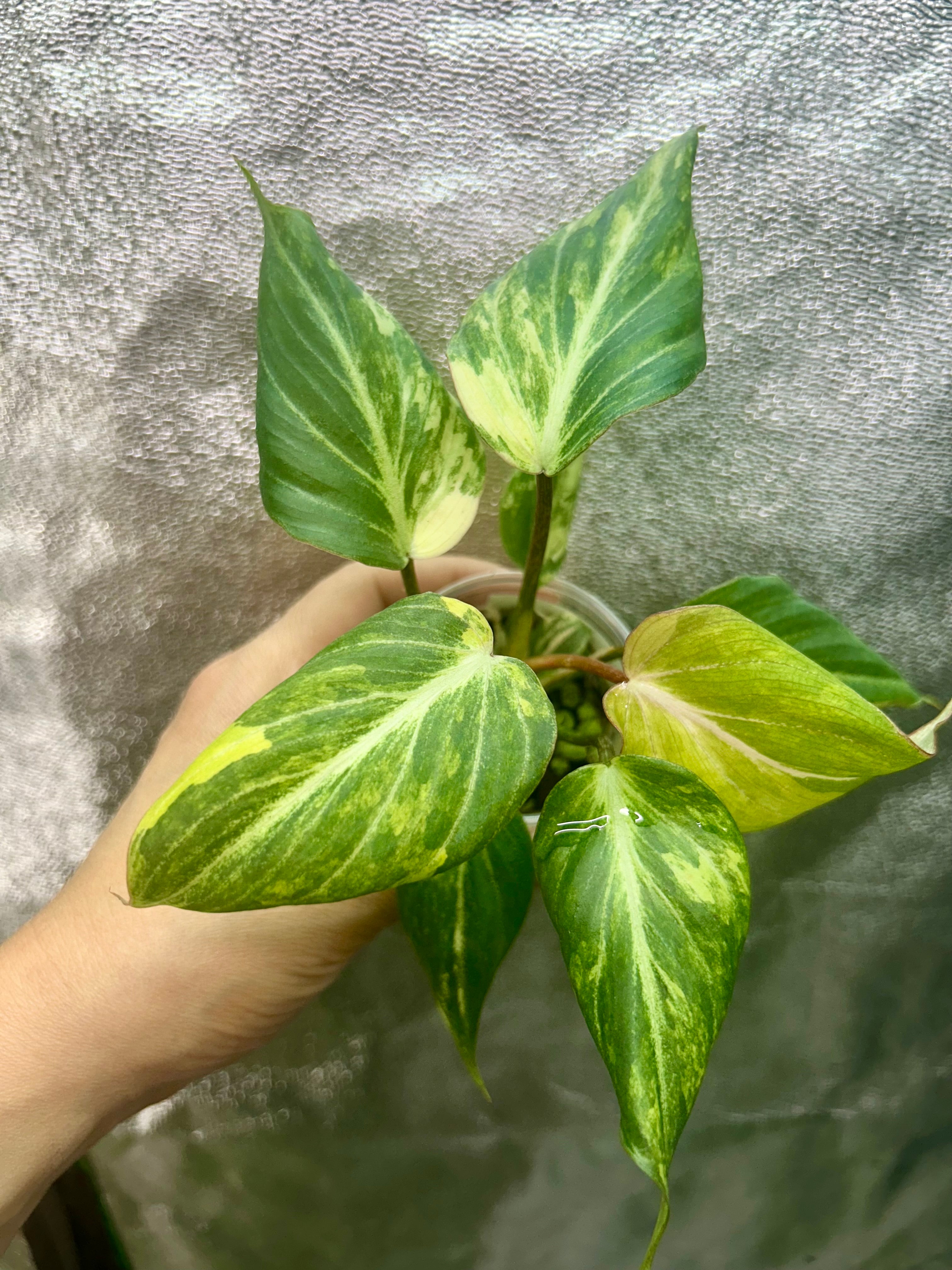 Philodendron Gloriosum Tricolor Type 2