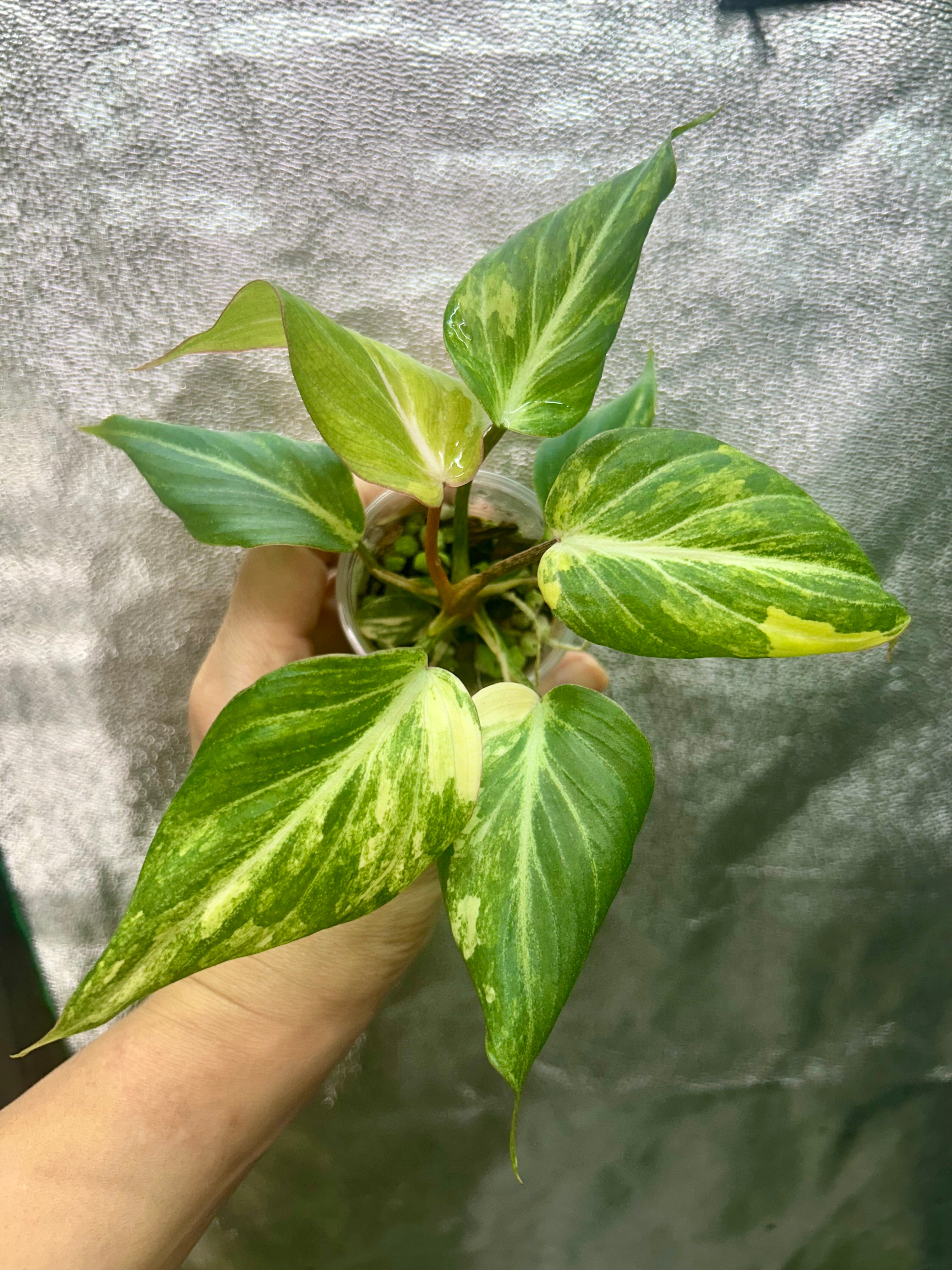 Philodendron Gloriosum Tricolor Type 2