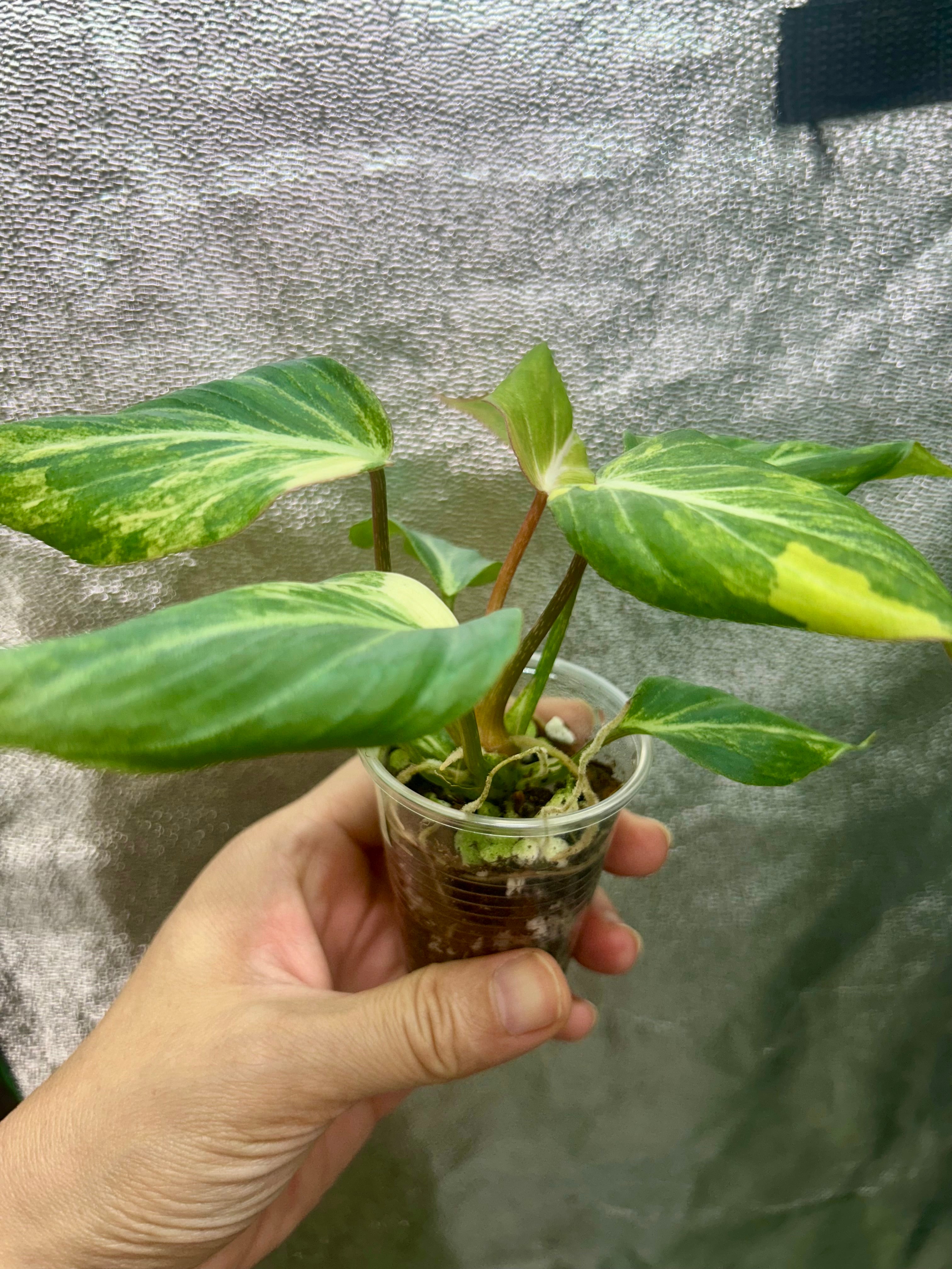 Philodendron Gloriosum Tricolor Type 2