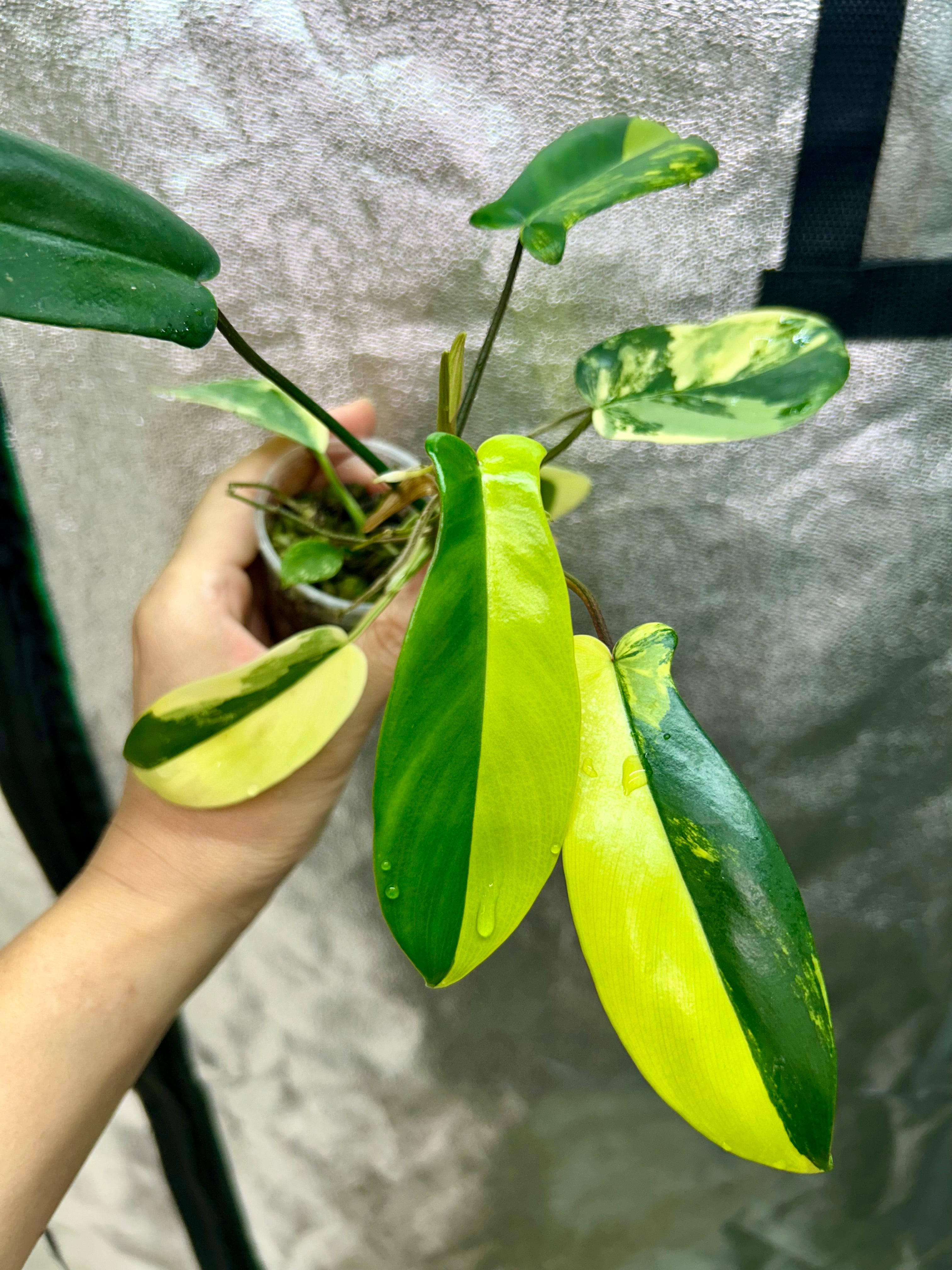 Philodendron Florida Beauty