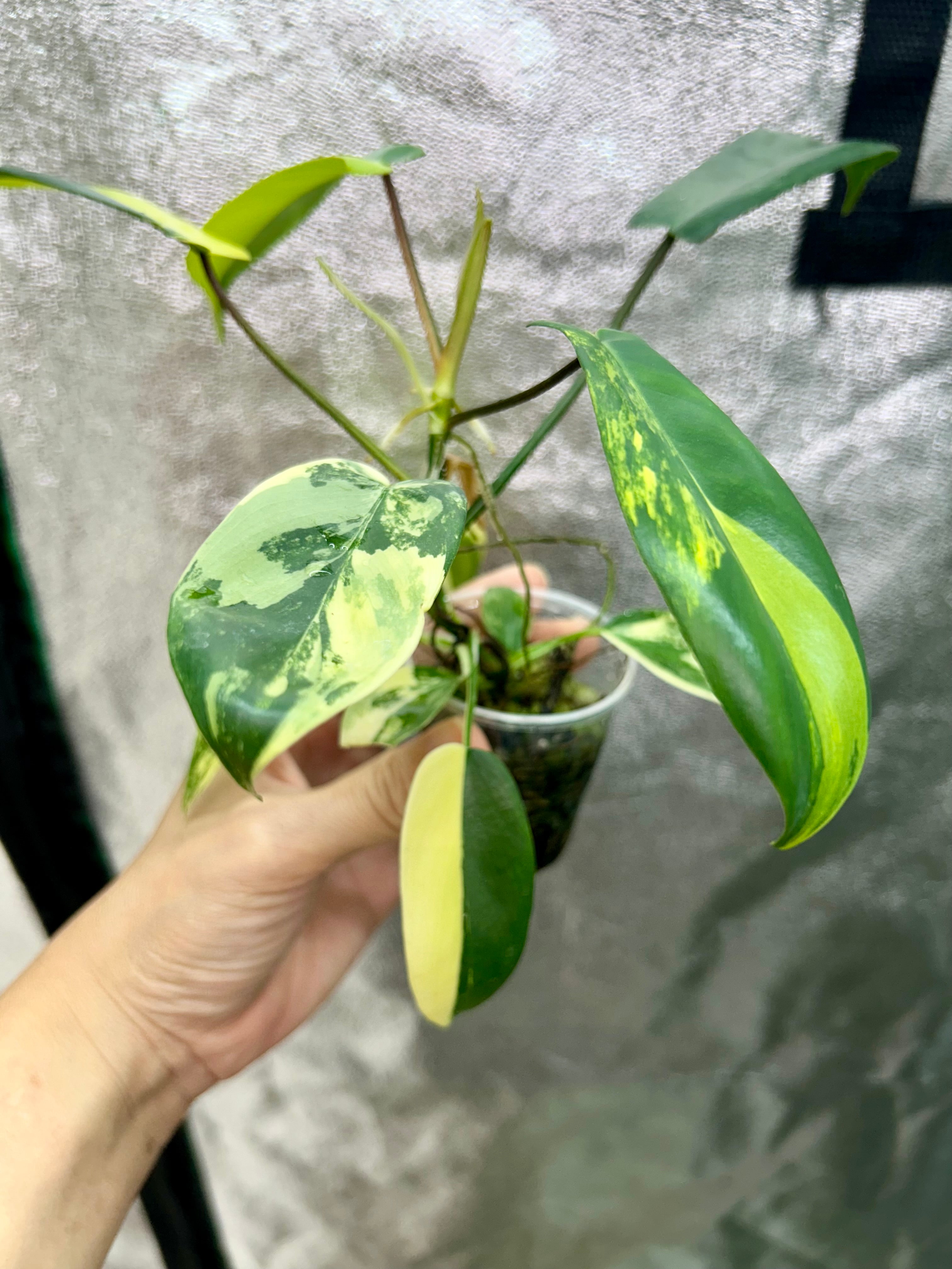Philodendron Florida Beauty