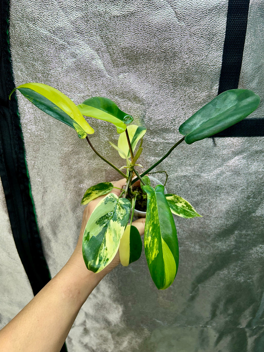 Philodendron Florida Beauty