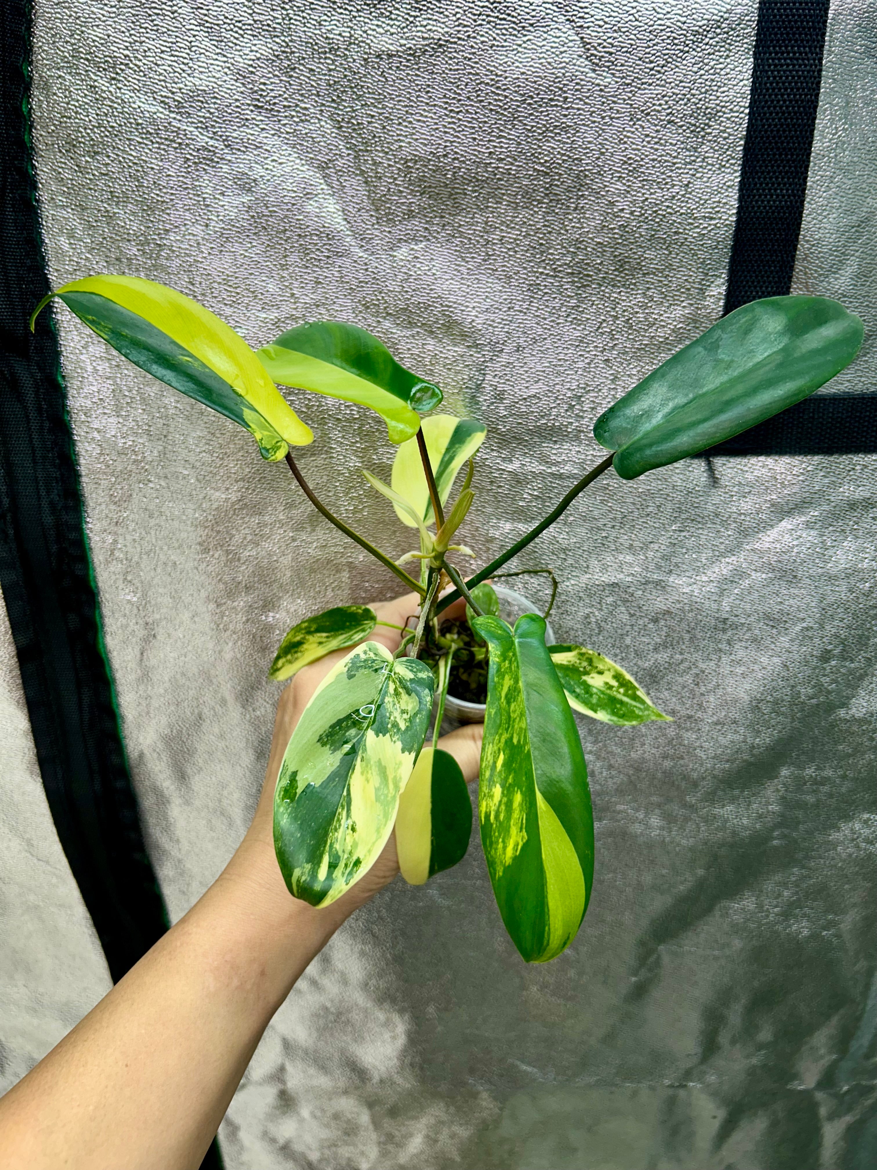 Philodendron Florida Beauty